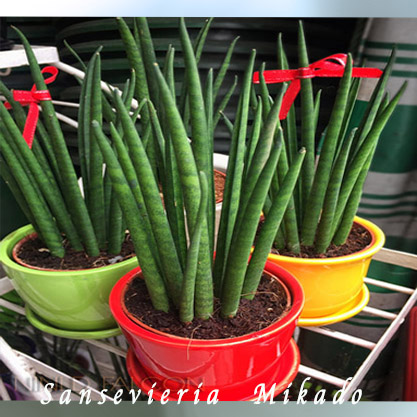 plant