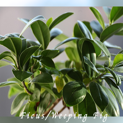 plant
